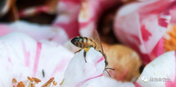 �������ǲ�-������ʱ�й�����